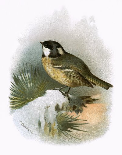 Cole tit von English School